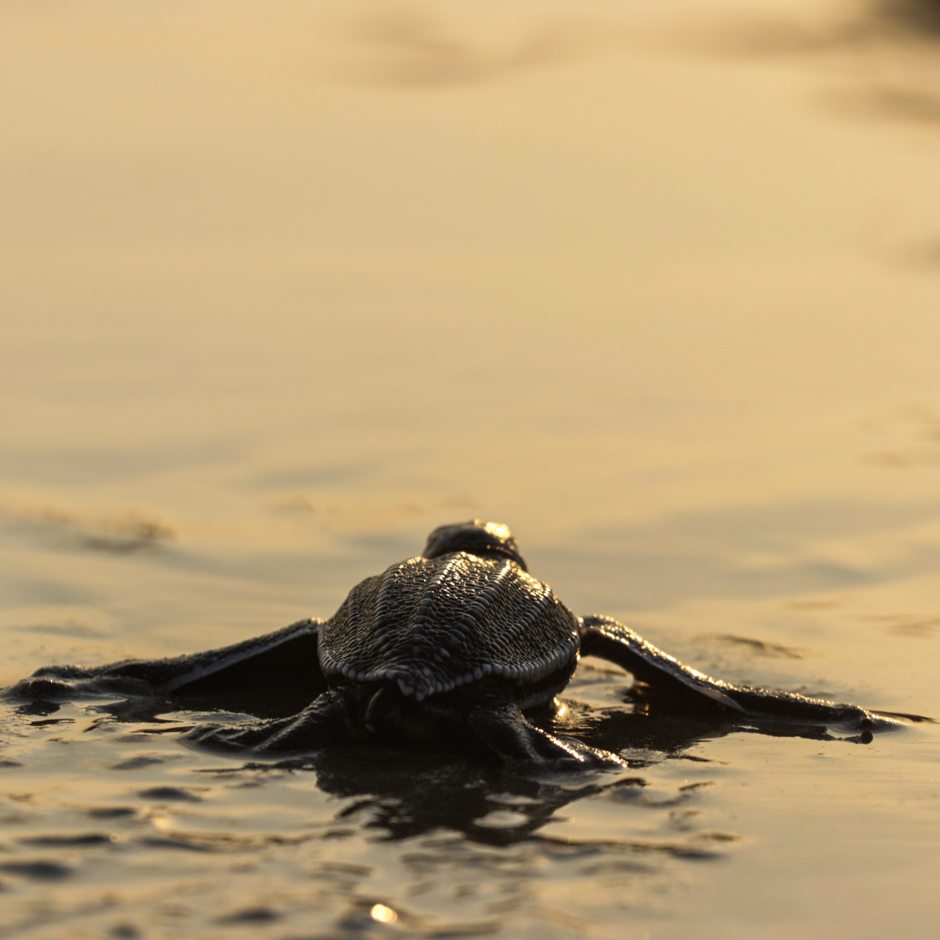 Sea Turtle Conservation